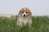 CORGI PEMBROKE 1243